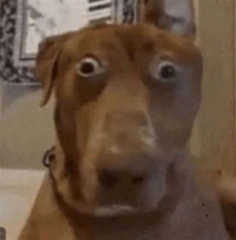 dog surprised gif|reaction dog meme face.